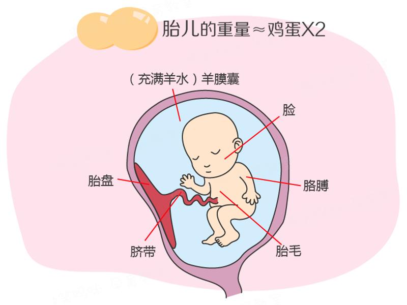 四个月孕妇营养补充指南，关键营养素的摄取与胎儿健康