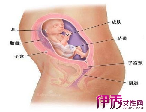 四个月胎儿的成长与发育特征