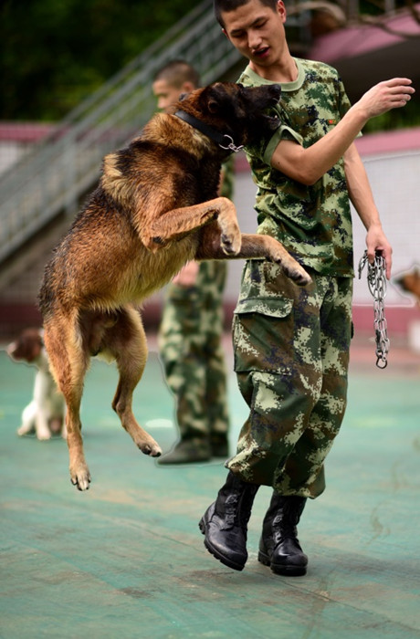 广东省武警警犬基地，守护安全的先锋力量