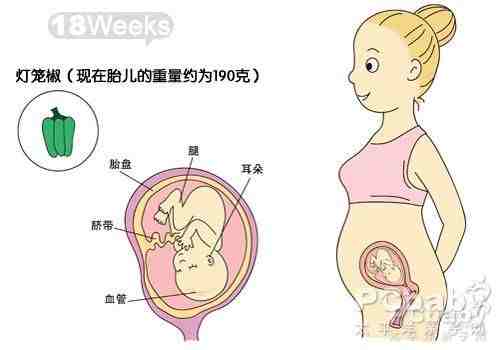 五个月的胎儿胎动视频，生命的奇妙之旅