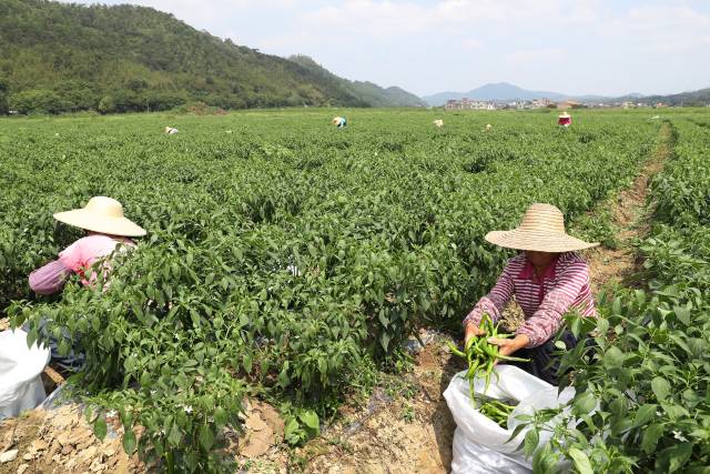 广东省六月份种植辣椒的可行性分析