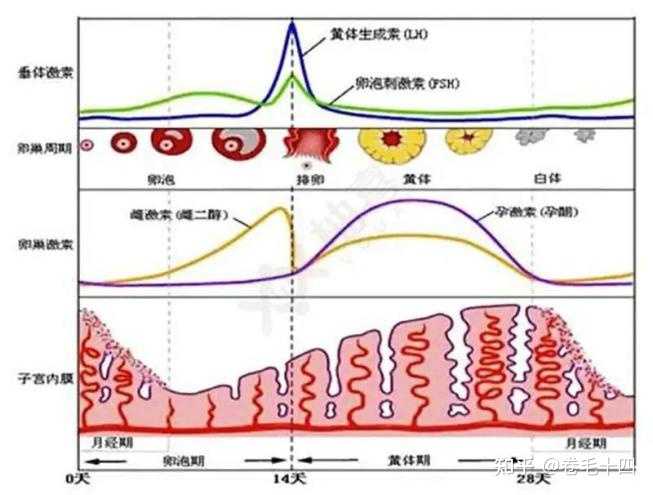 人流后第二个月月经推迟，原因解析与应对措施