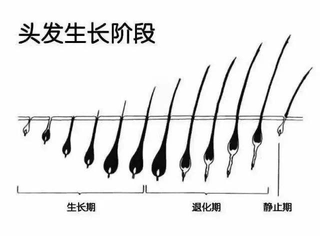 头发两个月可以长多长，探究生长速度与影响因素