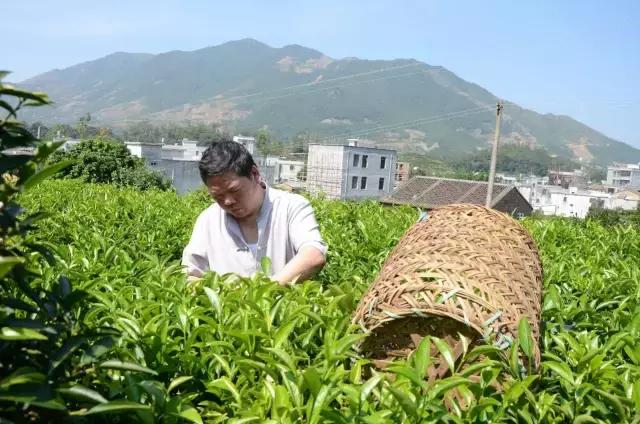 广东潮州茶业有限公司，传承与创新并重，塑造茶文化典范