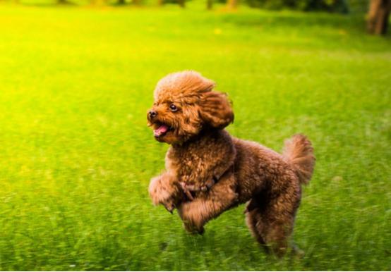 两个月的贵宾犬饮食需求与喂养指南